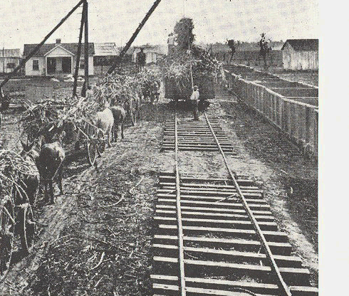 Sugar cane from ox cart to railroad cars.