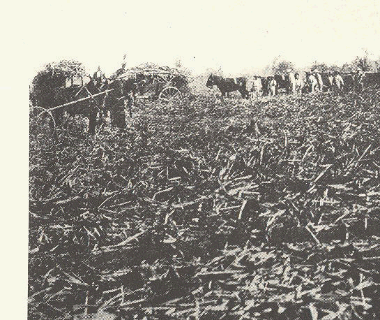 Convict labor in a sugar cain field in 1908.