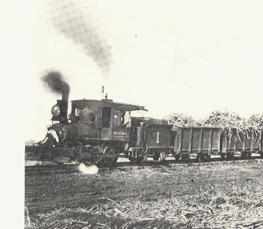 Narrow guage steam engine operating in a sugar cane field.